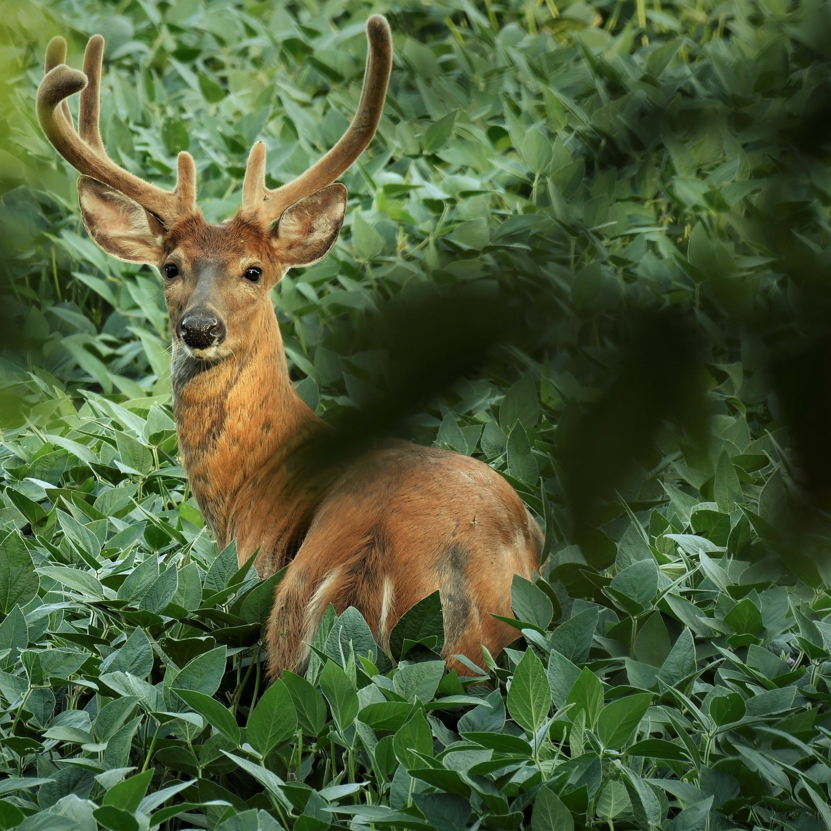 Huge White tail deer buck grazing in Tecomate Glyphosate tolerant soy bean seed field.