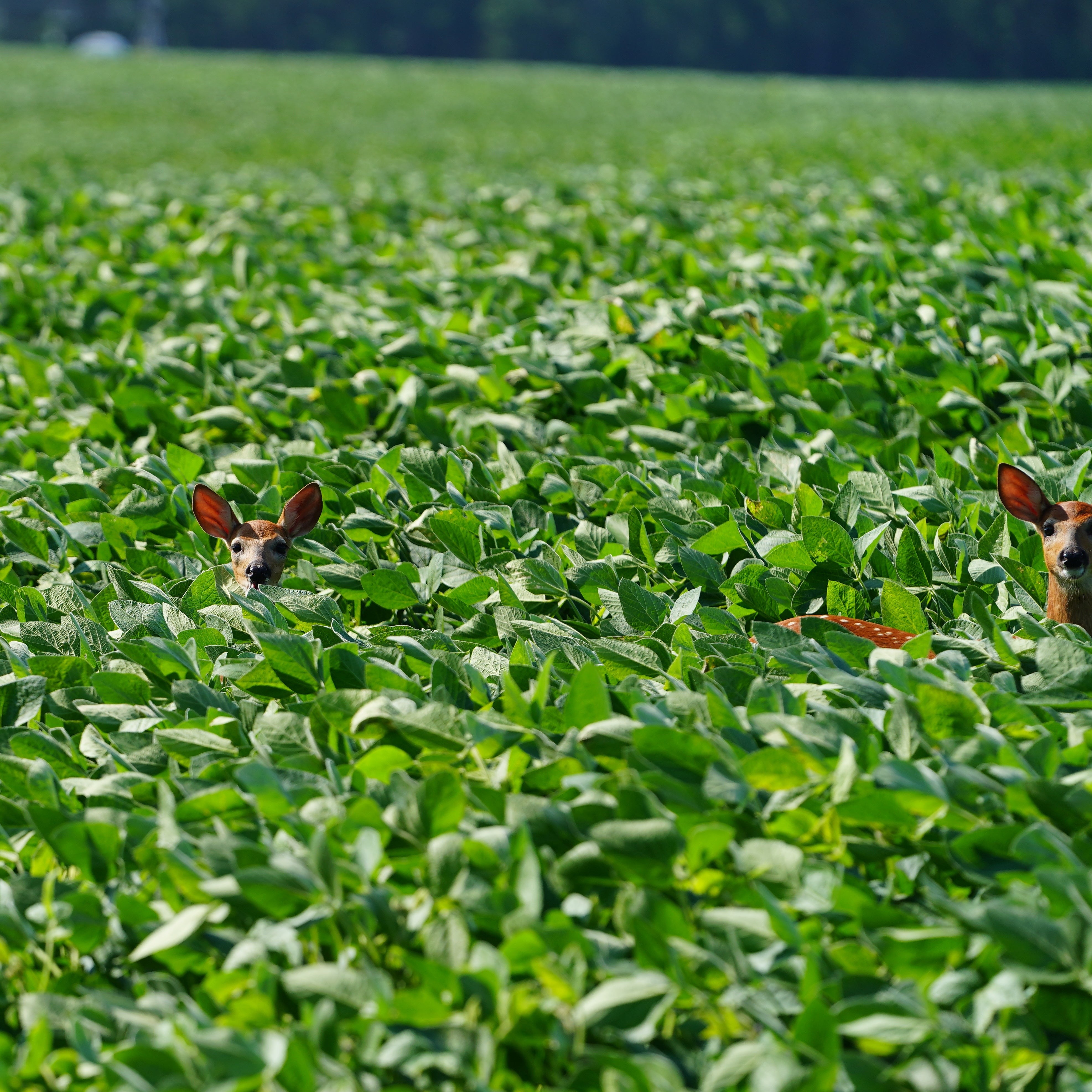 White tail deer grazing in Tecomate Glyphosate tolerant soy bean seed field.