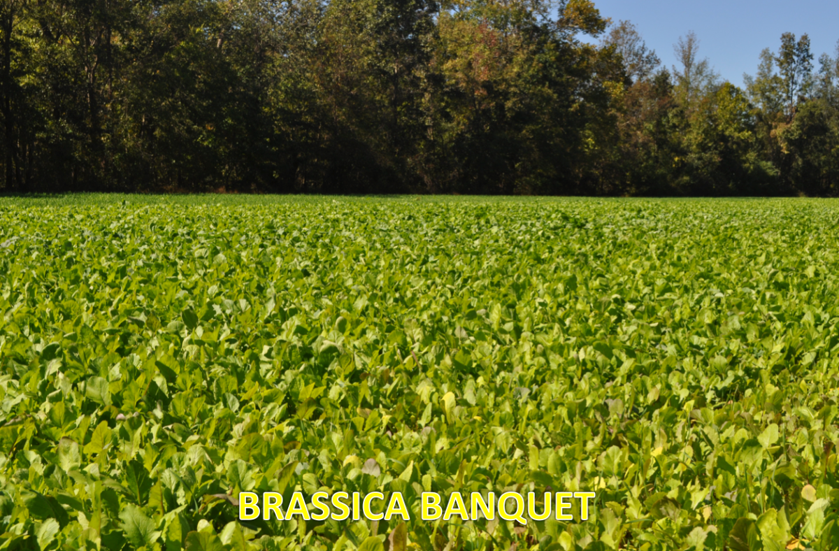 Brassica Banquet — Deer Food Plot Seed