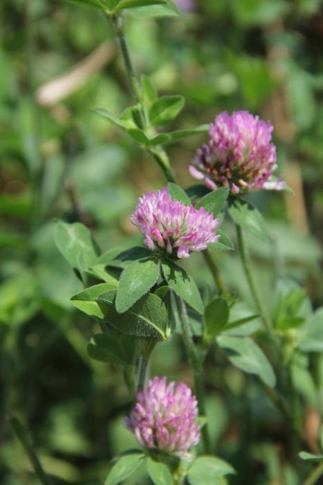 Rackup Red Clover — Deer Food Plot Seed