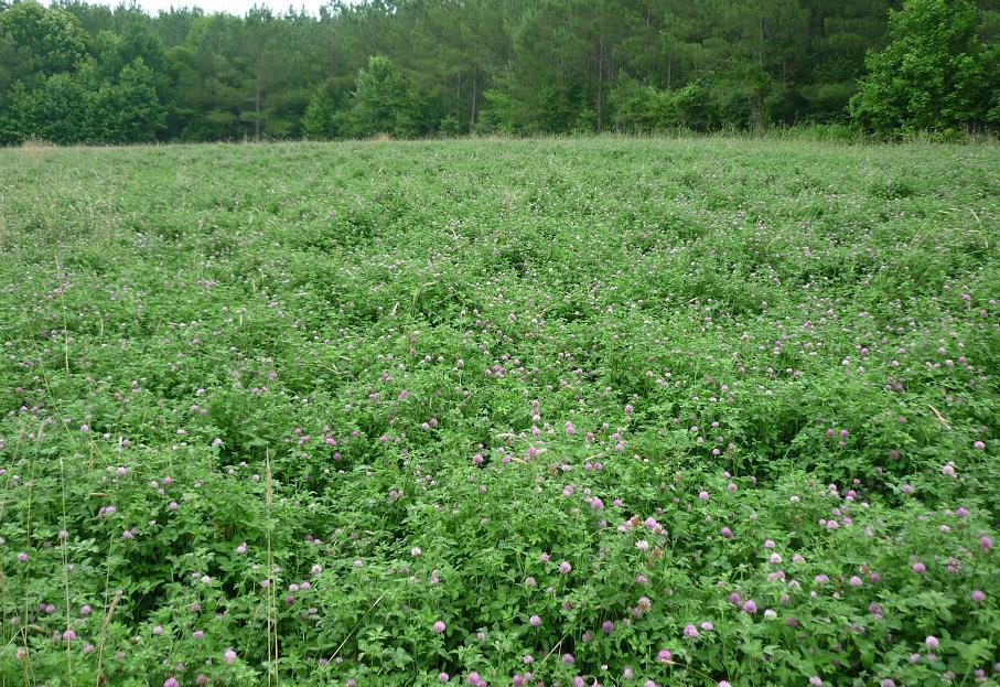 Rackup Red Clover — Deer Food Plot Seed