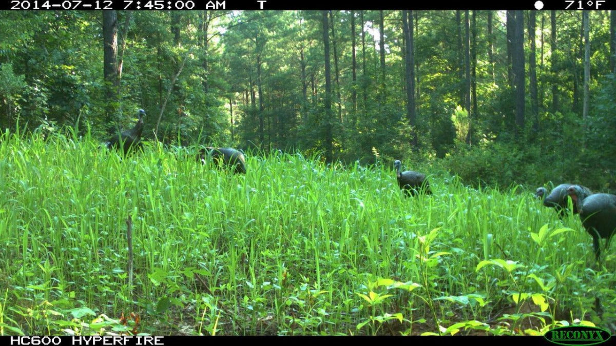 Lablab Plus — Deer, Turkey, & Game Bird Food Plot Seed
