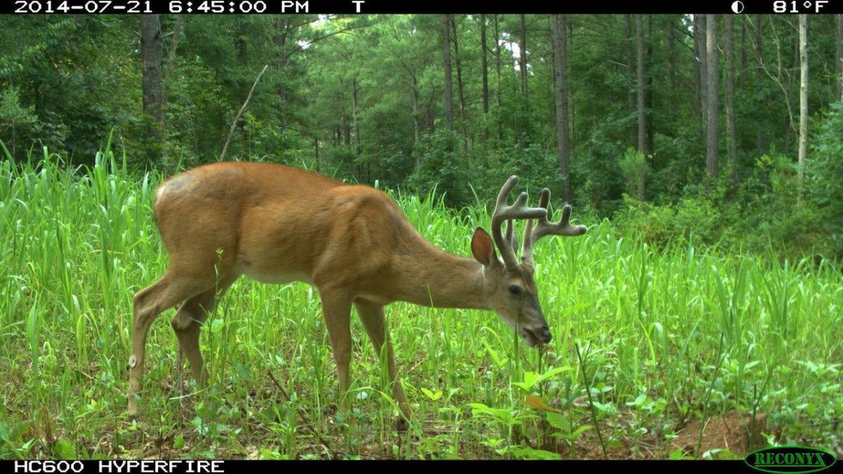 Lablab Plus — Deer, Turkey, & Game Bird Food Plot Seed