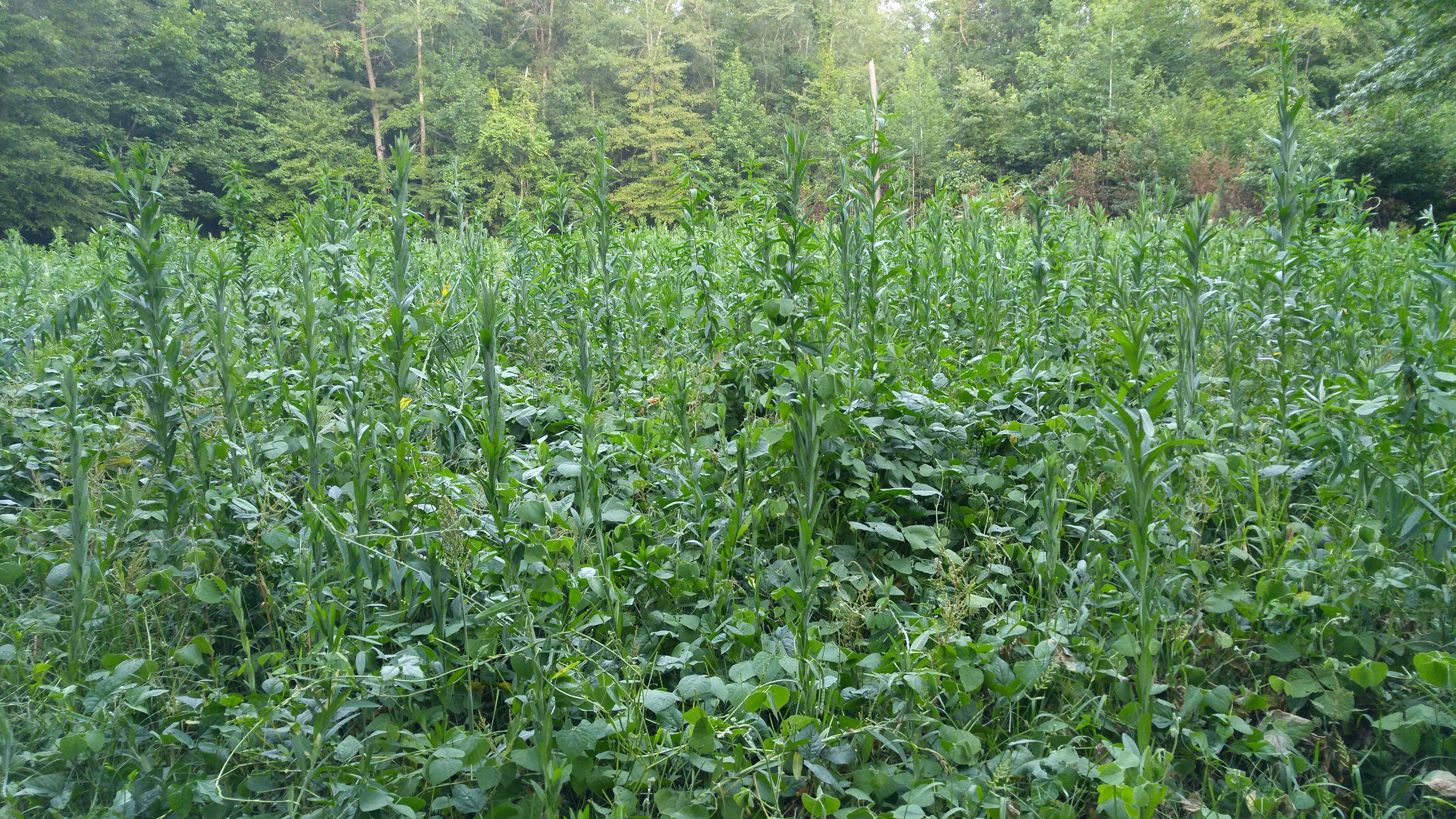 Horn-Maker Xtreme — Deer Food Plot Seed