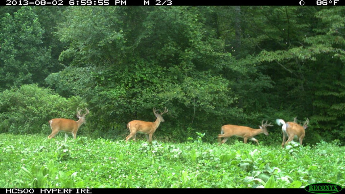 Monster Mix — Deer & Turkey Food Plot Seed