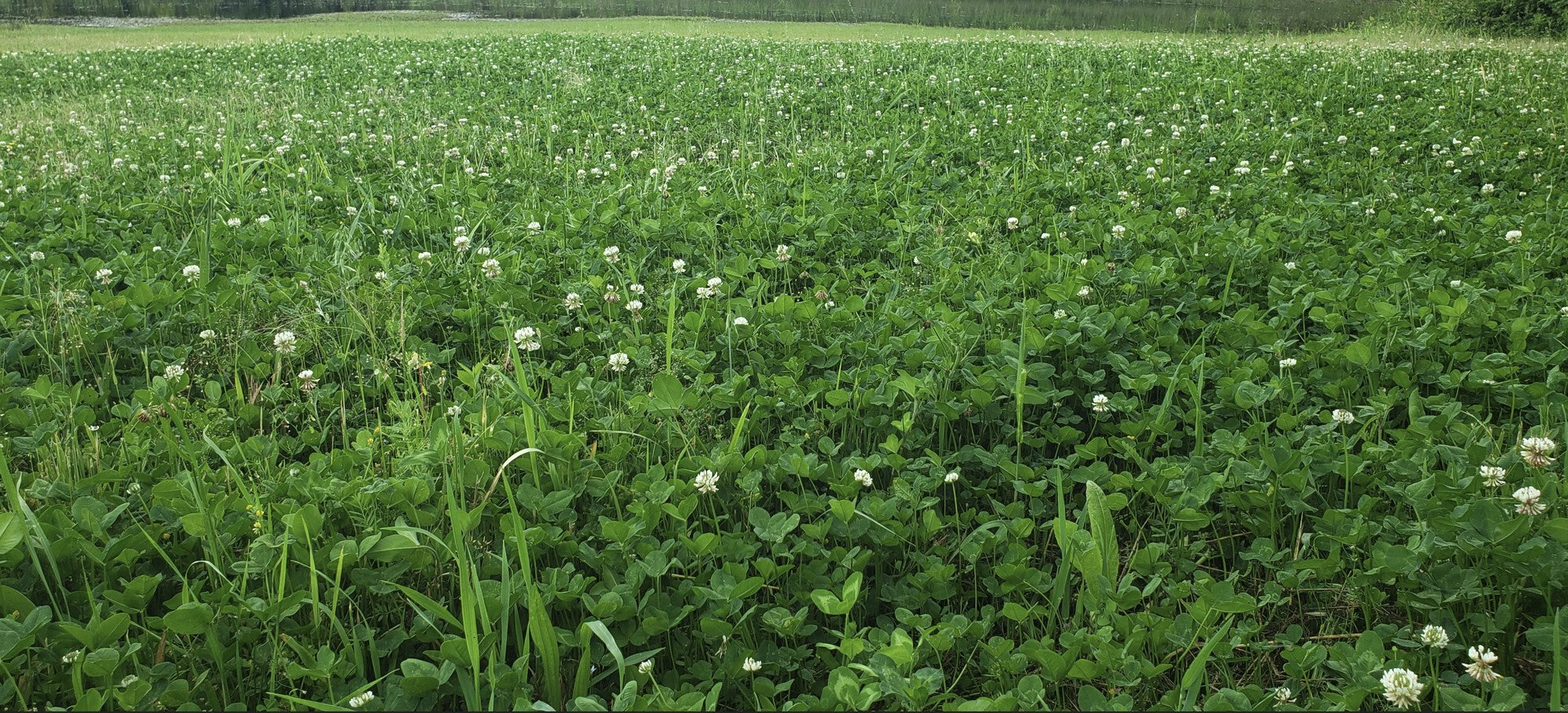 Food Plots Seed Planted for Year-round Big Buck Nutrition