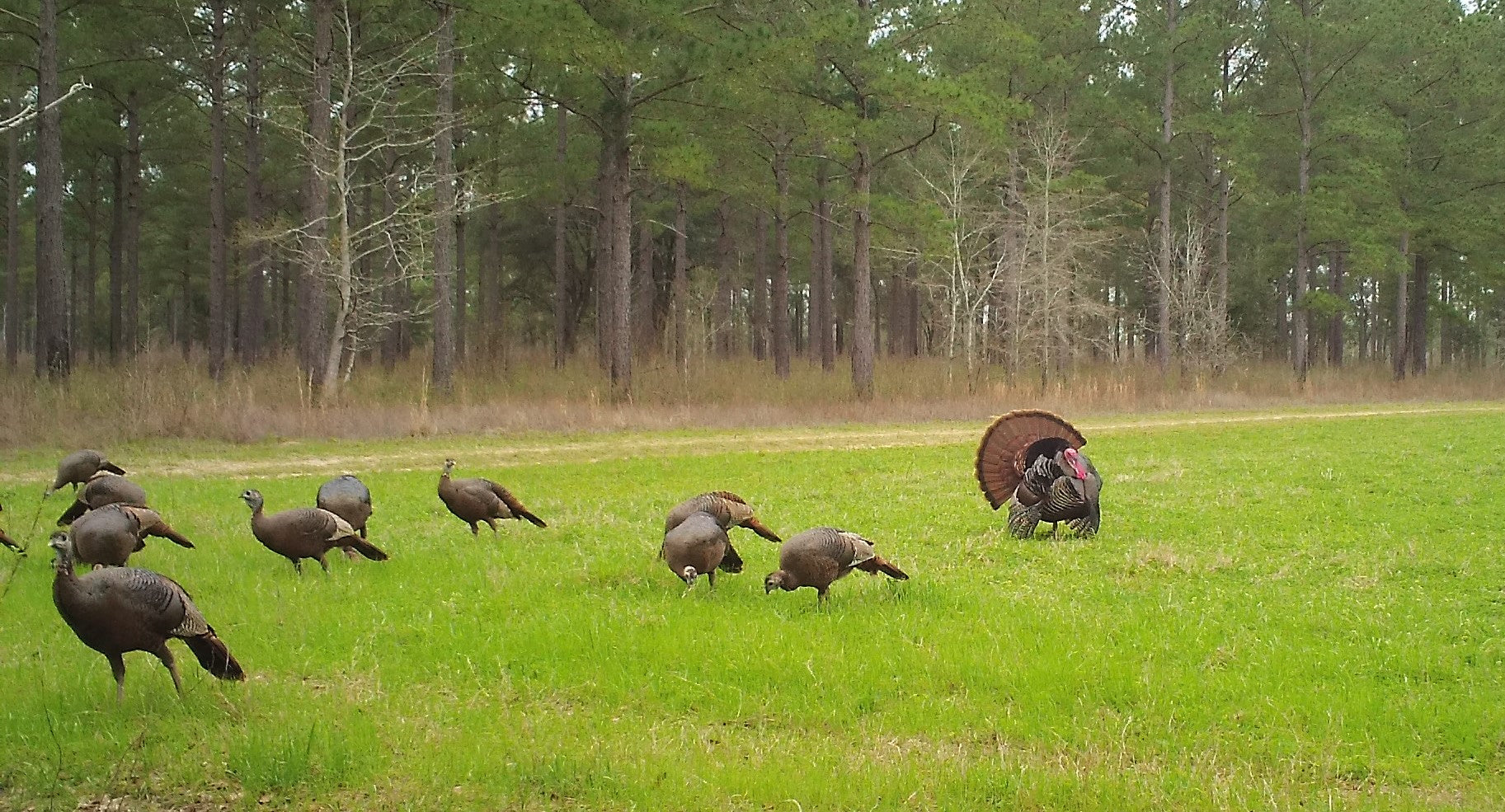 Tips for Food Plot Management for Turkeys – Tecomate
