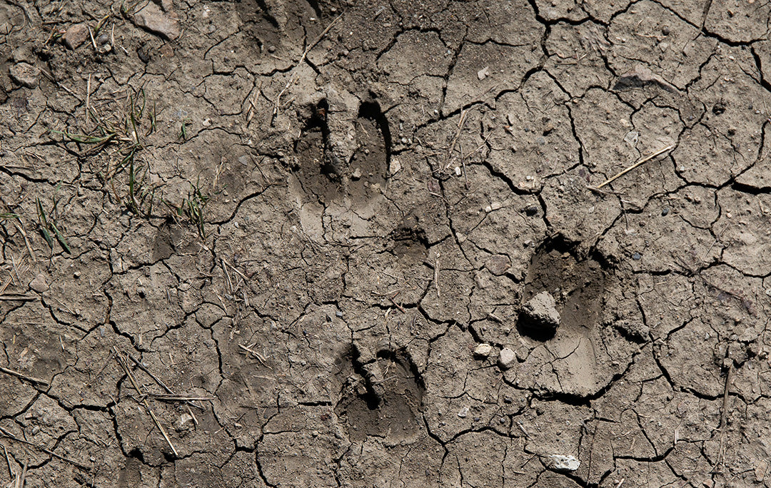 What Food Plot Seed Grows Best in Sandy Soil?