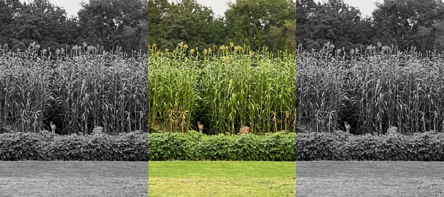 best food plot screening seeds