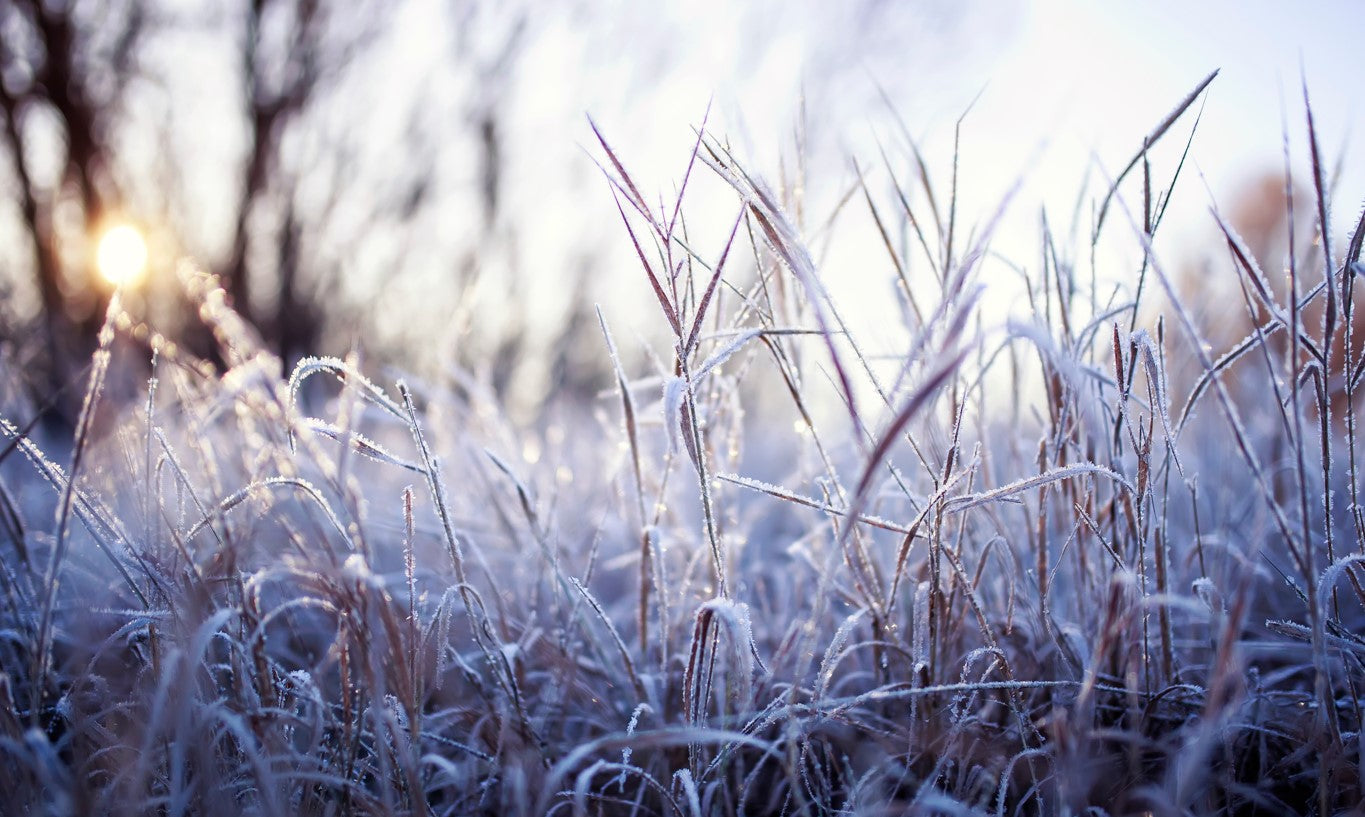 Easy food plot tips by frost seeding