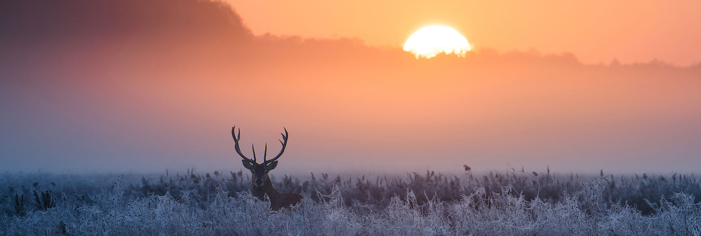 How to frost seed food plots for deer