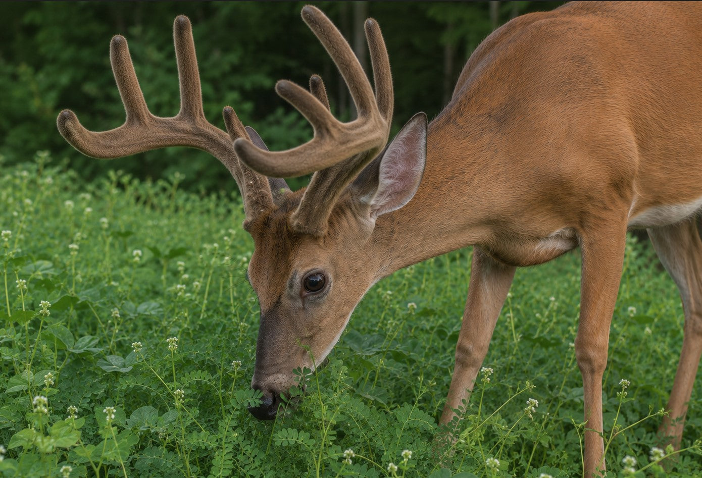 deer eating joint vetch soybeans in summer food plot