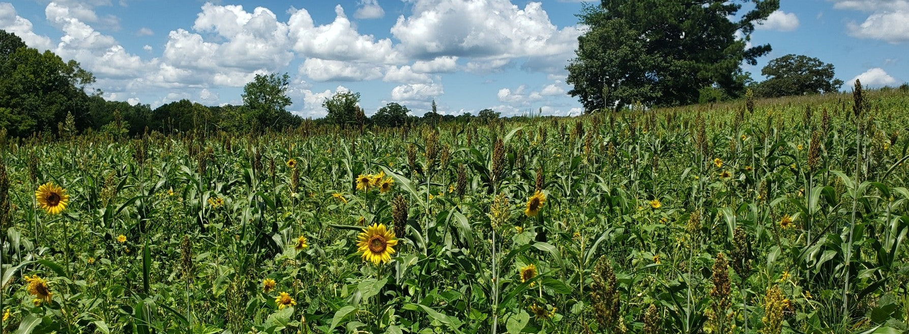 Field of lablab plus growing for deer in summer