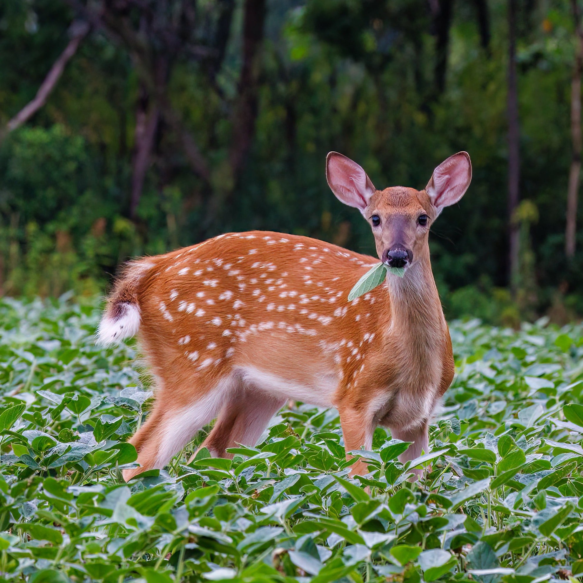 Young White tail deer fawn grazing in Tecomate Glyphosate tolerant soy bean seed field.