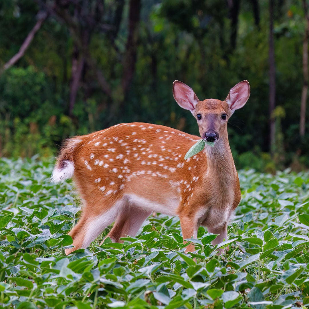 GT Forage Soybeans — Deer Food Plot Seed – Tecomate