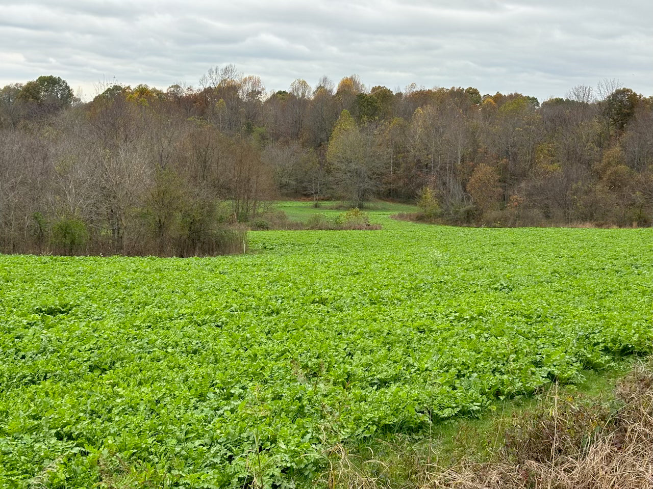 Greenfield — Deer Food Plot Seed