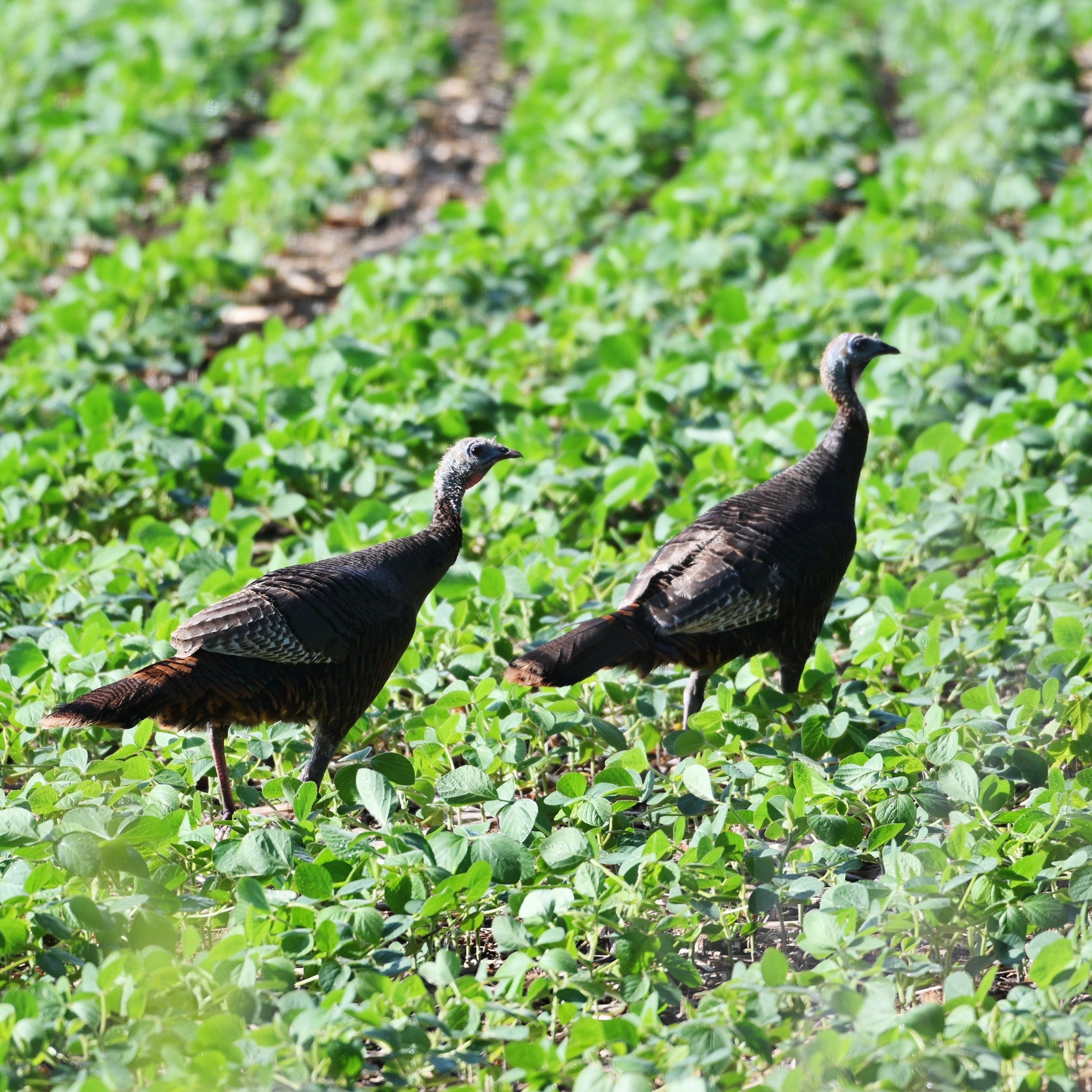 Two Turkeys in Tecomate Glyphosate tolerant soy bean seed field.