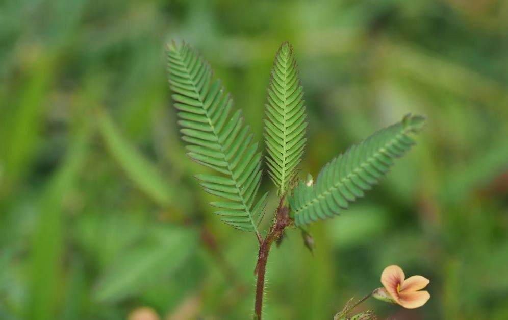 American joint vetch growing in a summer deer food plot