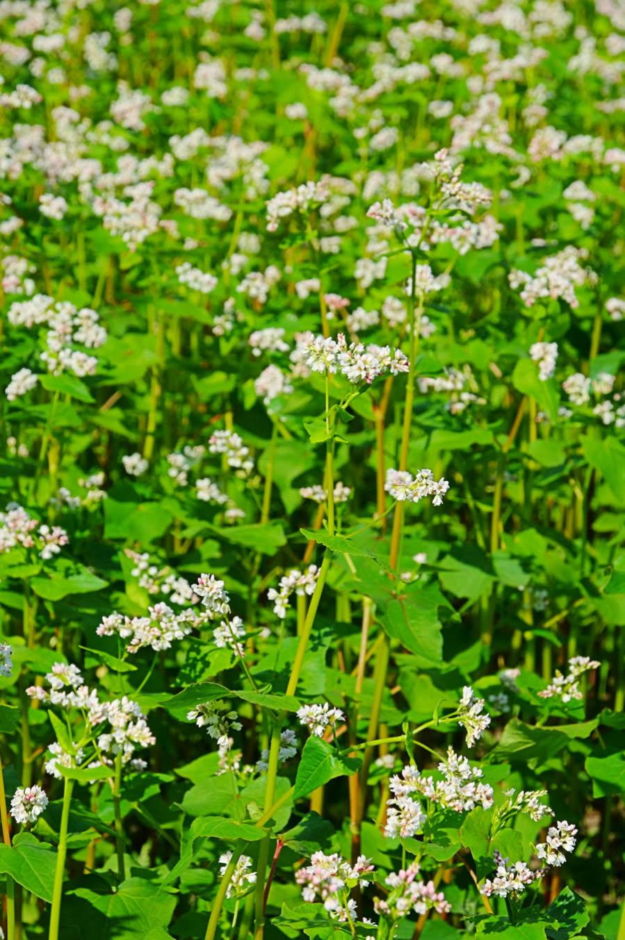 Velvet Patch- Deer Food Plot Seed