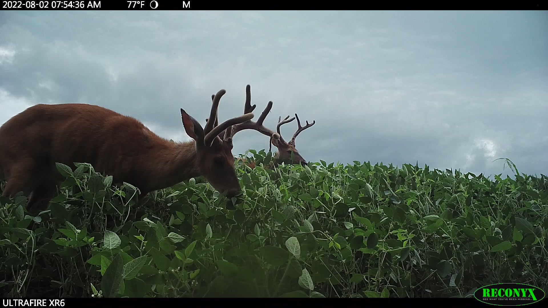 Video of Monster White Tail Buck grazing in Tecomate Glyphosate tolerant soy bean seed field.