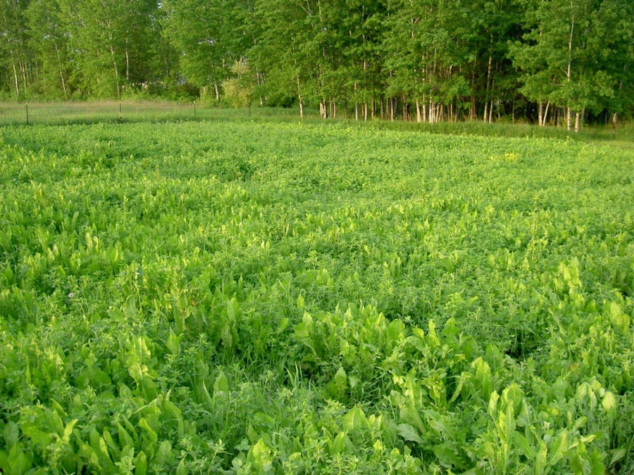best food plot seed to plant in august Deer Food Plot Seed — Alfa-Feast Trophy Mix – Tecomate