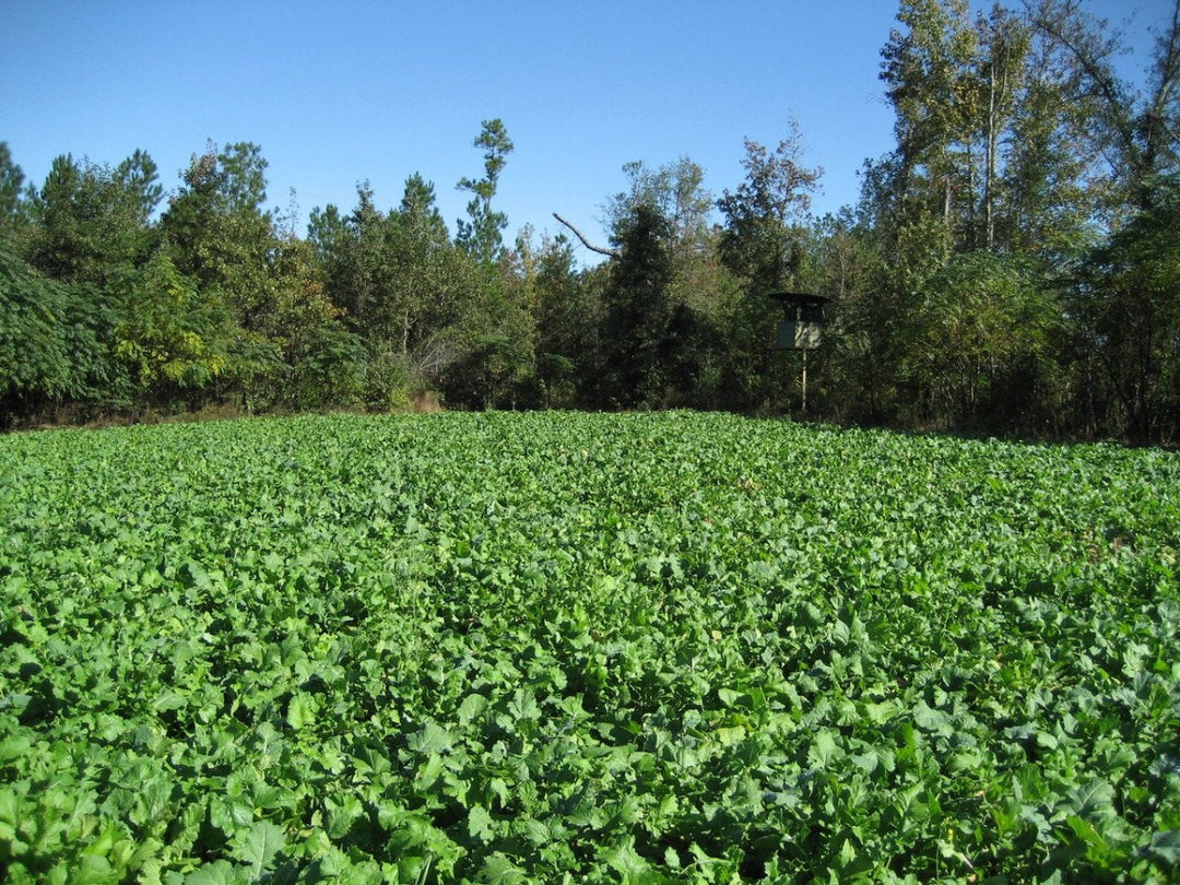 Deer Food Plot Seed — Brassica Banquet