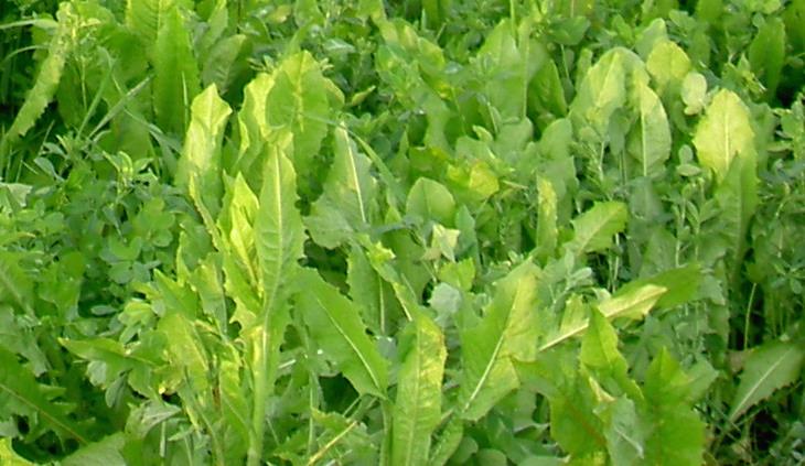 Deer Food Plot Seed — Champion Chicory 25 lb