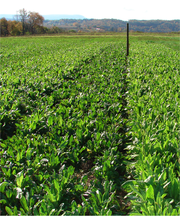 Chicory