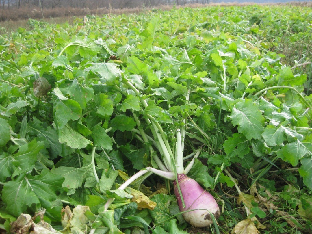 Deer & Turkey Food Plot Seed — Ultra Forage – Tecomate