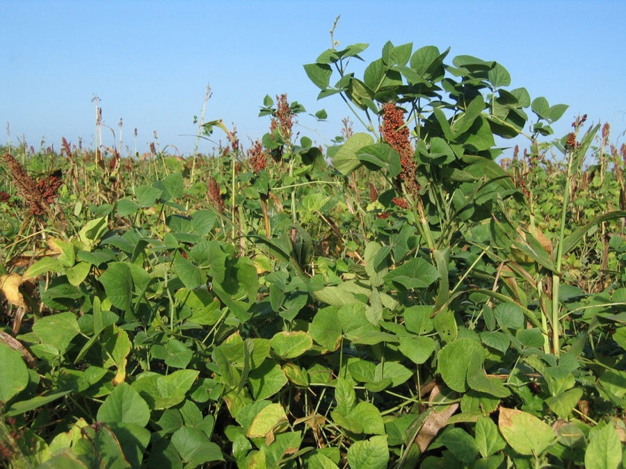 planting bird seed for food plots Lablab Plus — Deer, Turkey, & Game Bird Food Plot Seed