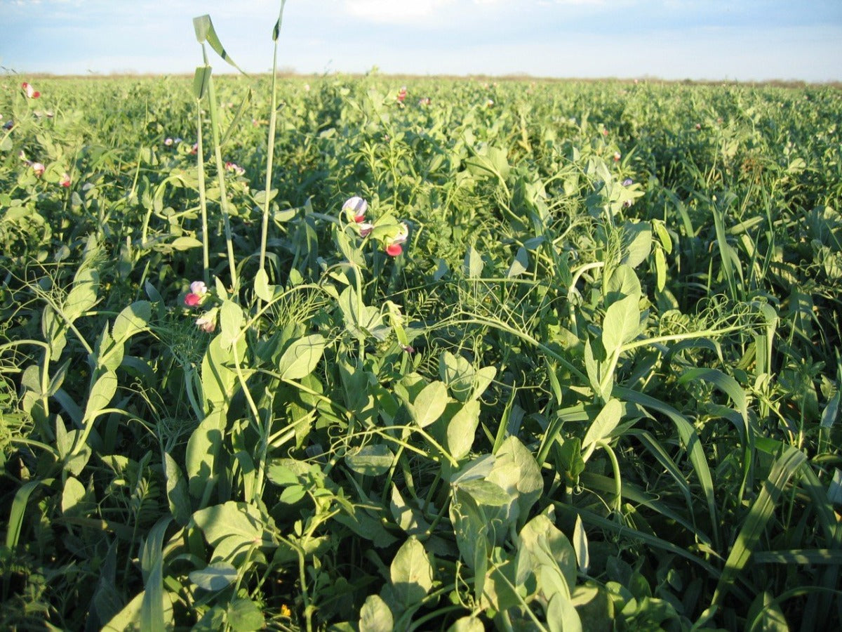 Max-Attract — Deer & Turkey Food Plot Seed