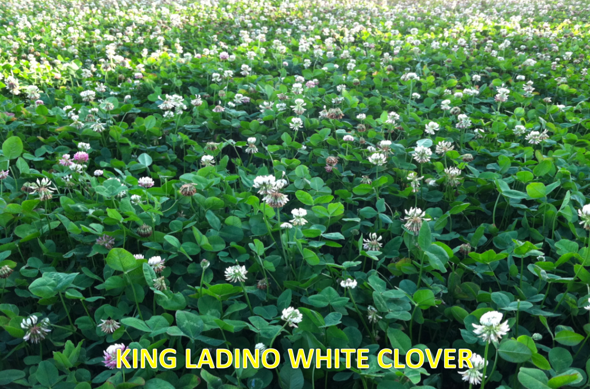 King Ladino White Clover — Deer & Turkey Food Plot Seed