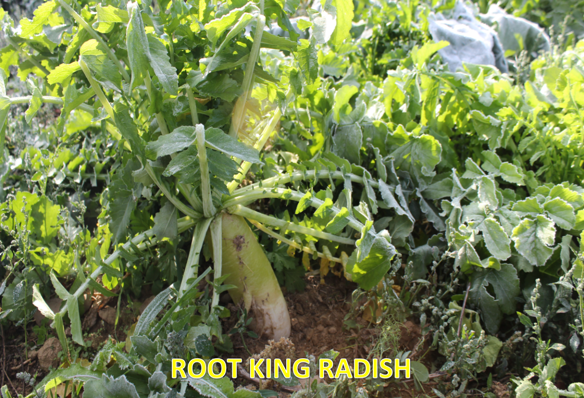 Root King Radish — Deer Food Plot Seed