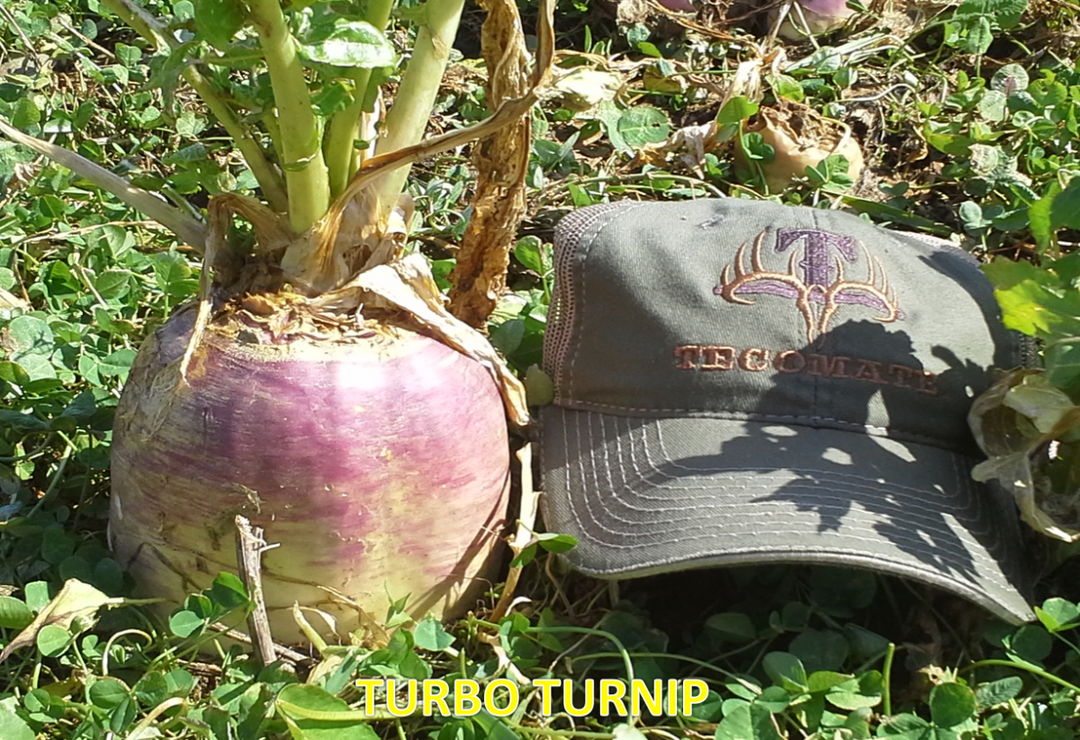 Deer Food Plot Seed — Turbo Turnip