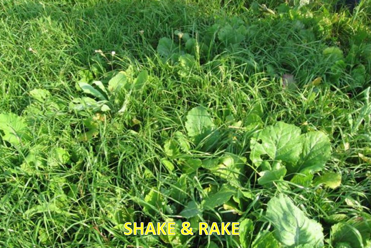 Shake & Rake — Deer Food Plot Seed