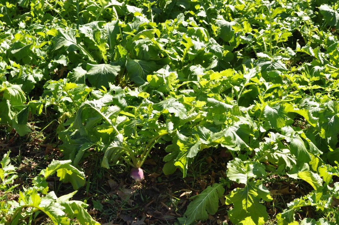 Deer Food Plot Seed — Turbo Turnip