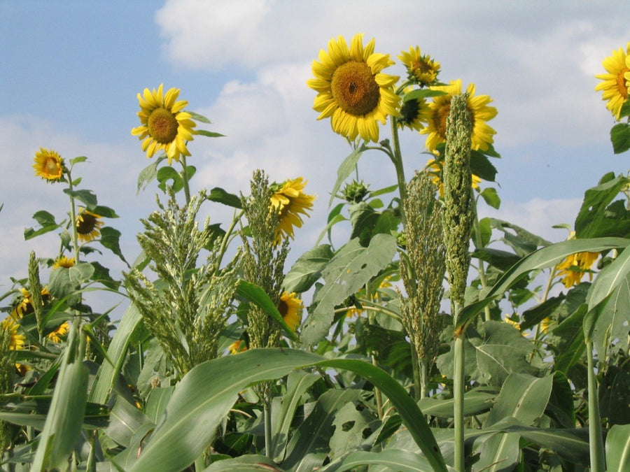 planting bird seed for food plots Upland Game Bird Tecomix — Turkey & Game Bird Food Plot Seed