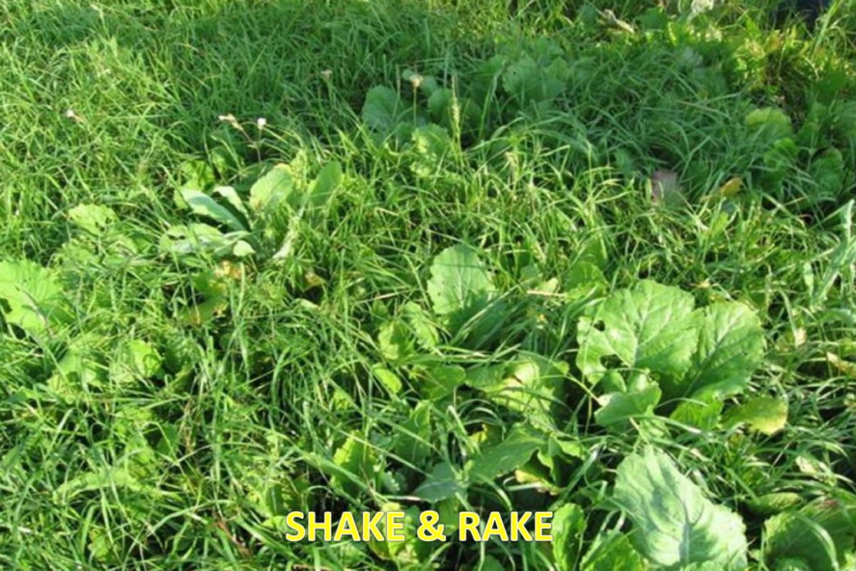 No plow deer food plot seed designed for remote hunting areas