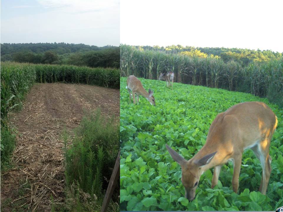 Evolved Harvest Throw And Grow Turnip Pro Deer Food Plot Seed - 2.5lb Bag With Biostimulant Coating For High-Yield Forage On Sale